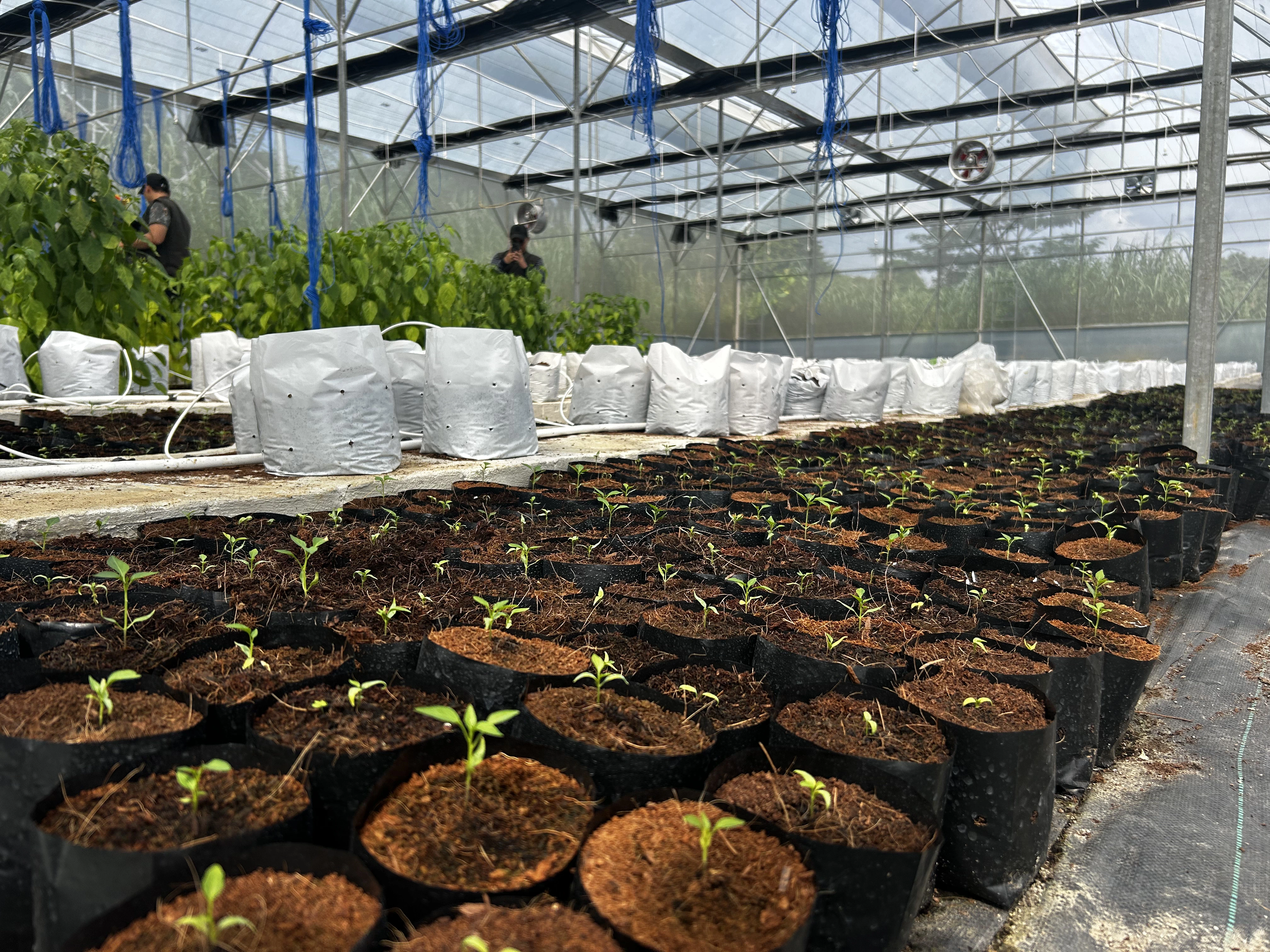 Chilli Farm Smart Greenhouse